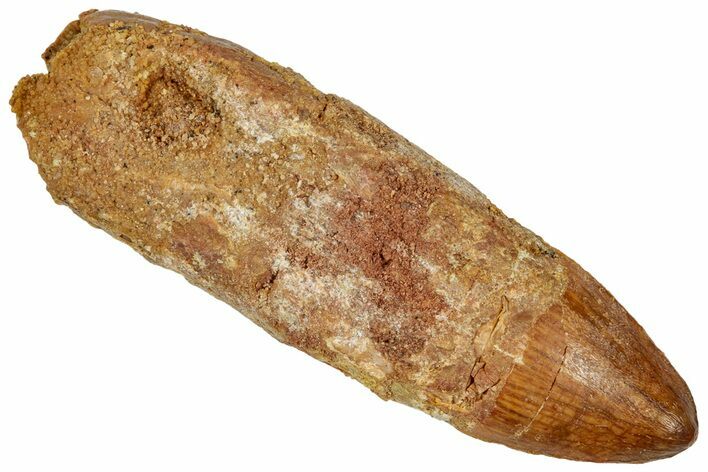 Rooted Crocodylomorph (Araripesuchus?) Tooth - Morocco #332527